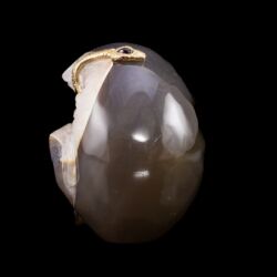 Picture 5/6 -Agate skull snake